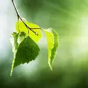 HBI33-Brennholz-Birke-33cm-Ambiente2.webp
